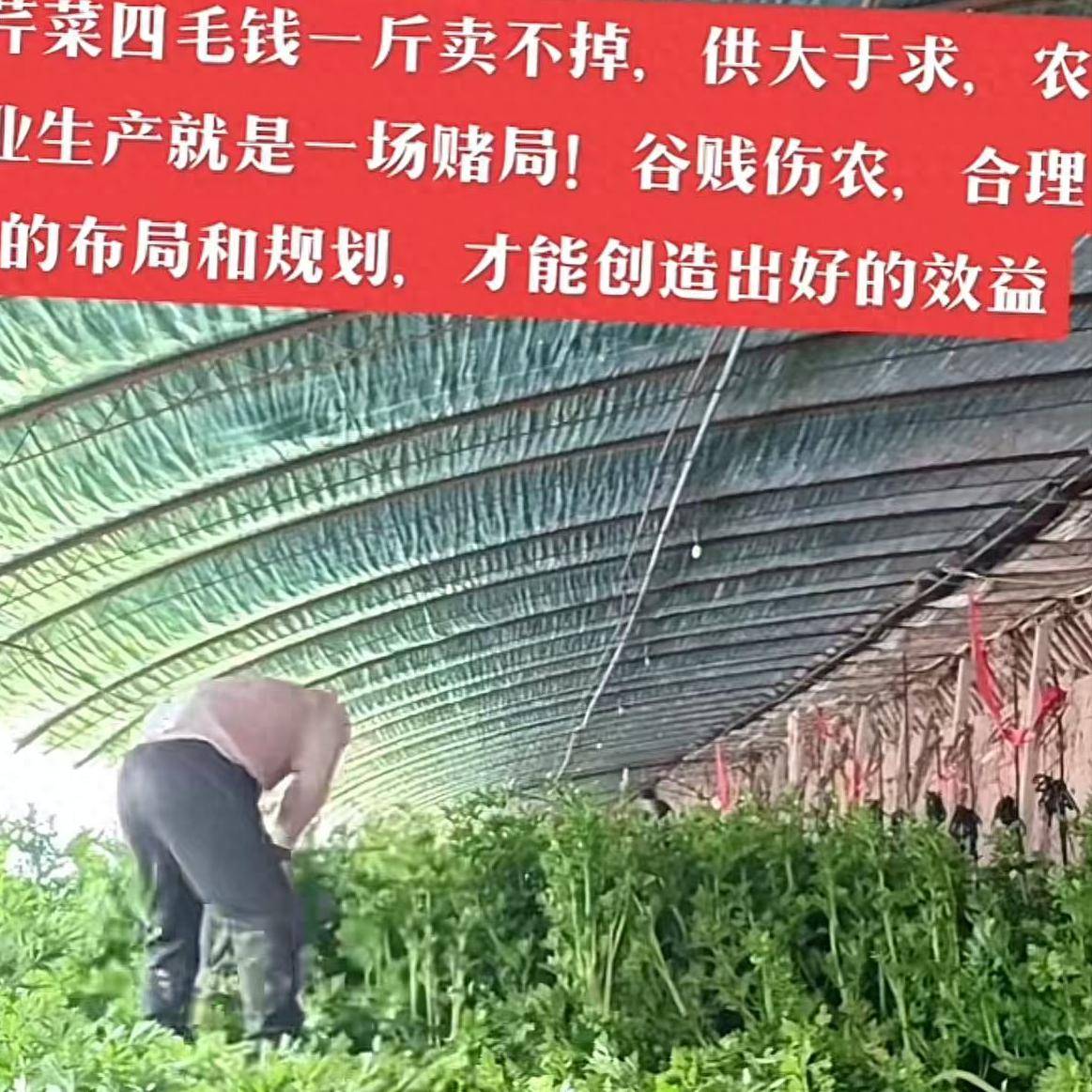 太惨了！芹菜菜价跌落到4毛没人要，河南蒜苔滞销，消费者下决心