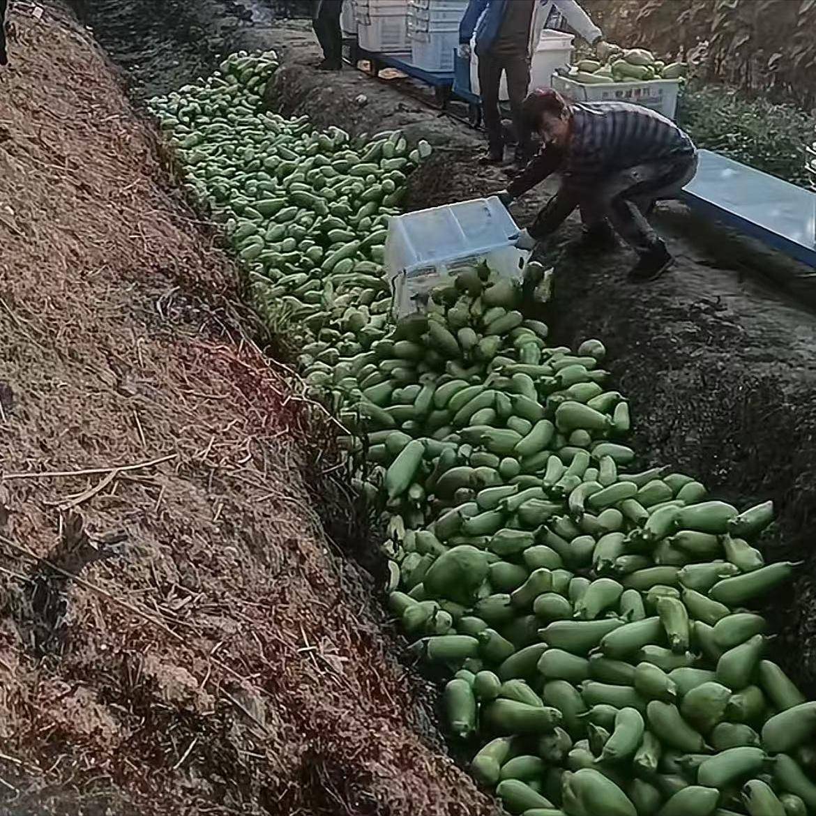太惨了！芹菜菜价跌落到4毛没人要，河南蒜苔滞销，消费者下决心