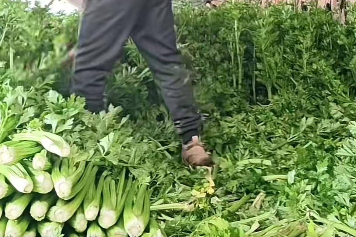 太惨了！芹菜菜价跌落到4毛没人要，河南蒜苔滞销，消费者下决心