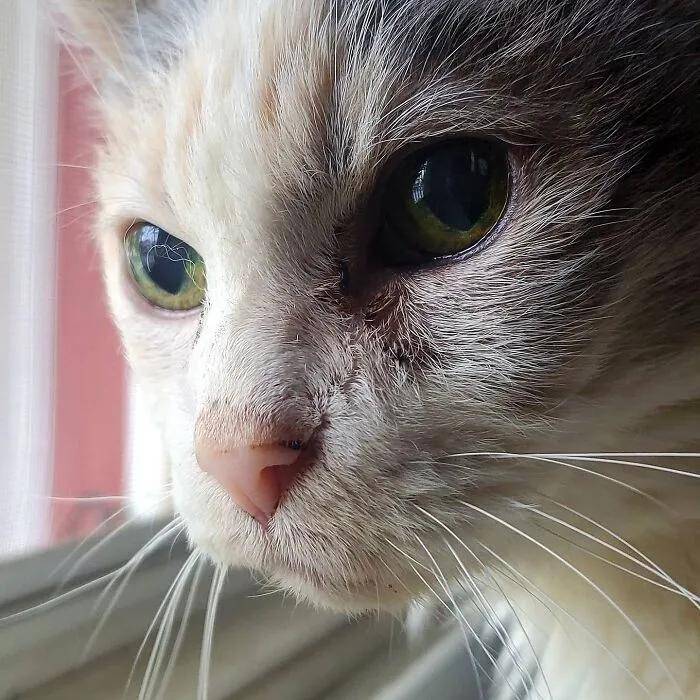 95后猫咪的神奇猫生：抽烟主人害它一身病，被救后逆天改命活成奇迹
