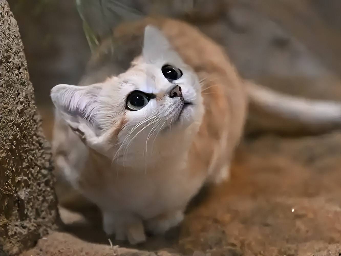 沙漠猫的生存密码：不喝水却能活一个月？揭秘其“超能力”肾脏！