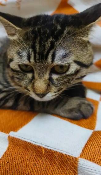猫咪迷惑行为：洗脚水比猫碗更“上头”？真相笑不活了！