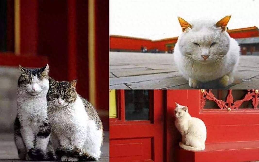 故宫有200多只猫，为何从未有人驱赶？单霁翔院长：它们是活文物