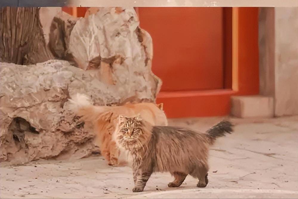 故宫有200多只猫，为何从未有人驱赶？单霁翔院长：它们是活文物