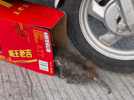 小孩哥被流浪猫跟随，医生说活不过当晚，结果被爱后疯狂长出血肉