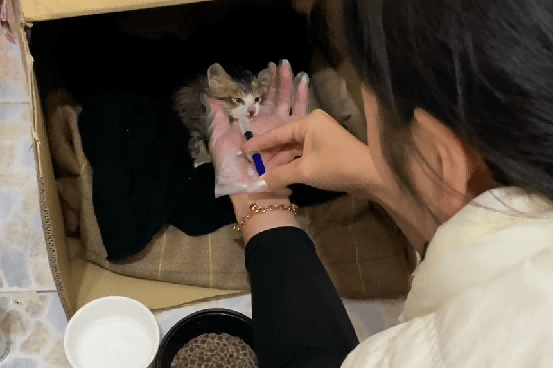 小孩哥被流浪猫跟随，医生说活不过当晚，结果被爱后疯狂长出血肉