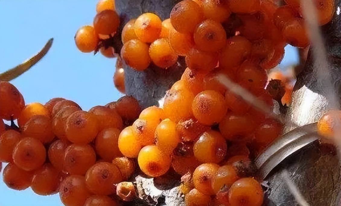 胆固醇最怕的三种水果，胆固醇碰上这三果就 “怂”，还会沉重？