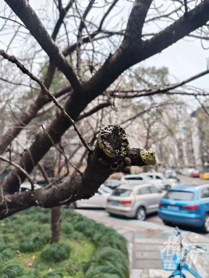 “枝干轻轻一掰就断！”杭州几棵15年以上的樱花树生病了，居民很揪心