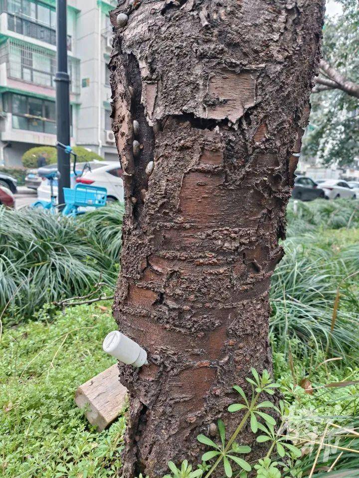 “枝干轻轻一掰就断！”杭州几棵15年以上的樱花树生病了，居民很揪心