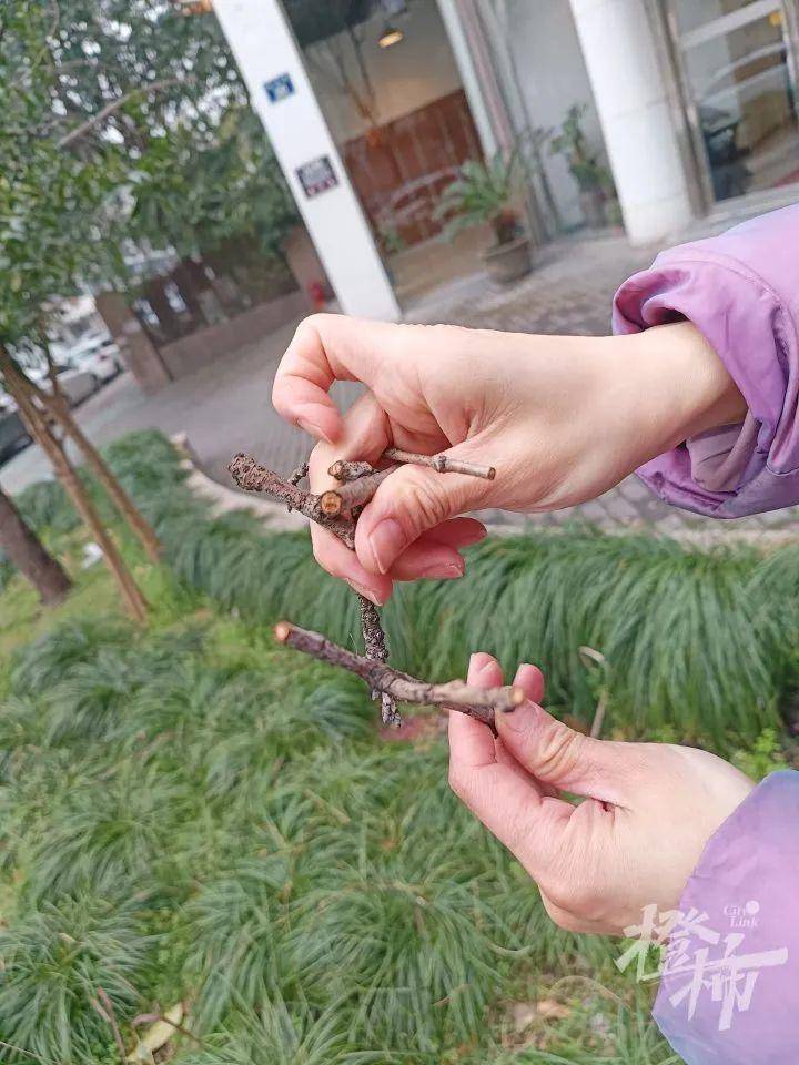 “枝干轻轻一掰就断！”杭州几棵15年以上的樱花树生病了，居民很揪心