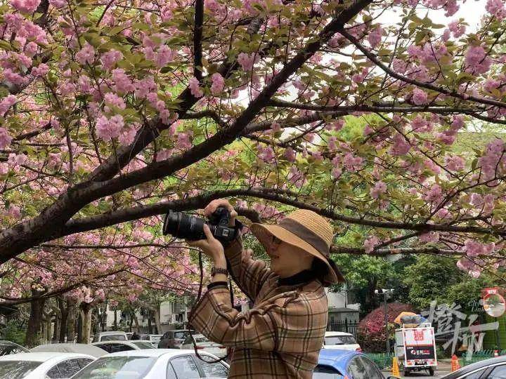 “枝干轻轻一掰就断！”杭州几棵15年以上的樱花树生病了，居民很揪心