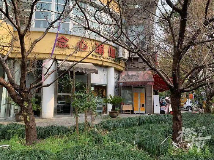 “枝干轻轻一掰就断！”杭州几棵15年以上的樱花树生病了，居民很揪心