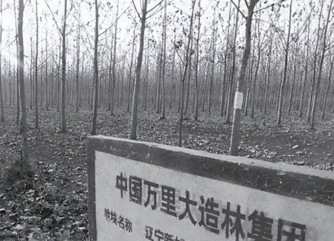 大造林陈相贵：花千万打广告，因诈骗13亿入狱，出狱又想东山再起