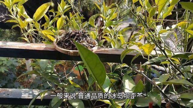 冰岛坝歪茶多少钱一斤