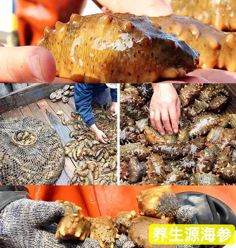 正宗大连辽刺参多少钱一斤？大连渔民直供，居然这么便宜