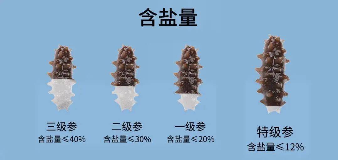 正宗大连辽刺参多少钱一斤？大连渔民直供，居然这么便宜