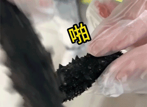 正宗大连辽刺参多少钱一斤？大连渔民直供，居然这么便宜