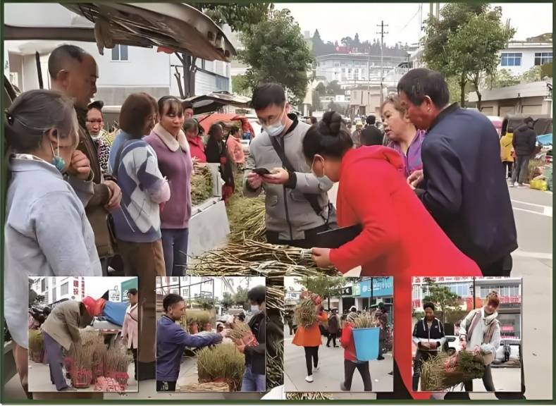 10年老用户讲：铁皮石斛多少钱一斤，哪个品牌的铁皮石斛好！
