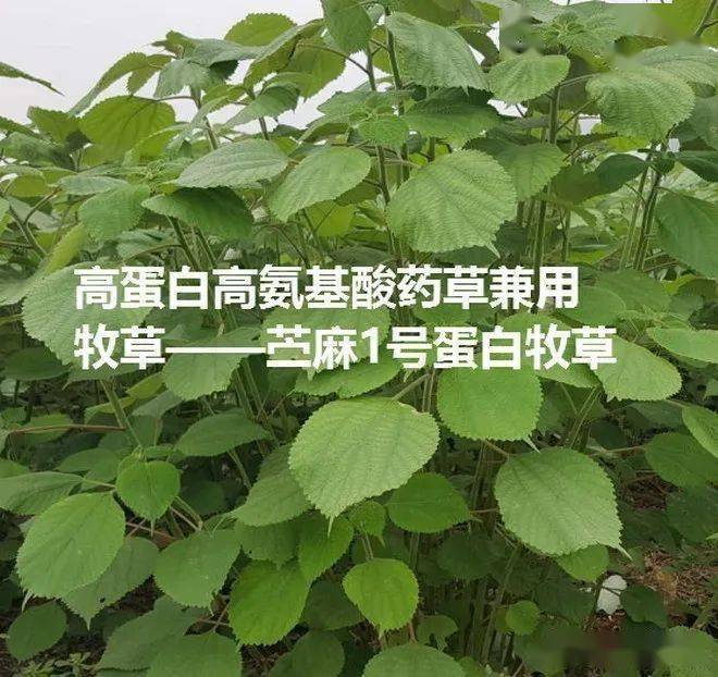 广西来宾卢老板将高蛋白药草兼用牧草苎麻一号粉碎发酵后喂鸡，养殖过程疾病少，效益高