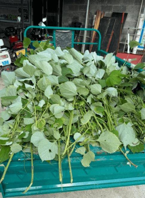 广西来宾卢老板将高蛋白药草兼用牧草苎麻一号粉碎发酵后喂鸡，养殖过程疾病少，效益高
