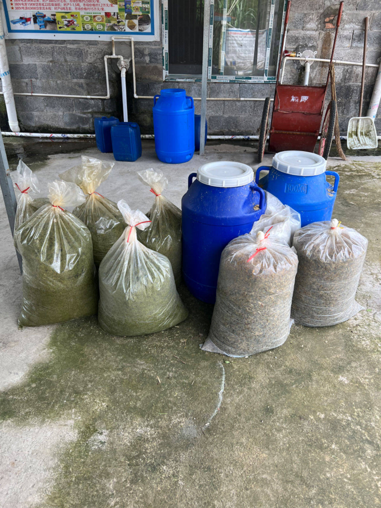 广西来宾卢老板将高蛋白药草兼用牧草苎麻一号粉碎发酵后喂鸡，养殖过程疾病少，效益高