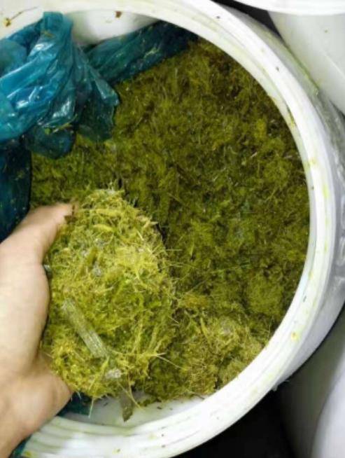 广西来宾卢老板将高蛋白药草兼用牧草苎麻一号粉碎发酵后喂鸡，养殖过程疾病少，效益高