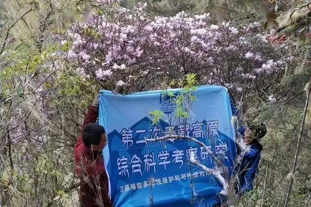 全世界仅1株！曾消失近百年，2020年重现四川，专家抢救性保护