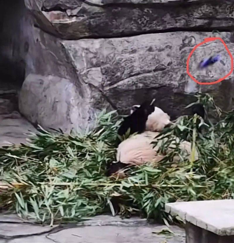大熊猫被砸可乐瓶！动物园紧急发声