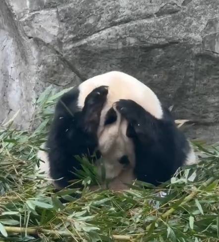 重庆一男子向大熊猫扔可乐瓶，目击者称其喝了酒，动物园：警方介入，正给大熊猫做体检