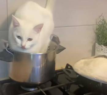 铲屎官远看以为两个锅都沸了，走近一看…“都滚去睡猫窝！”