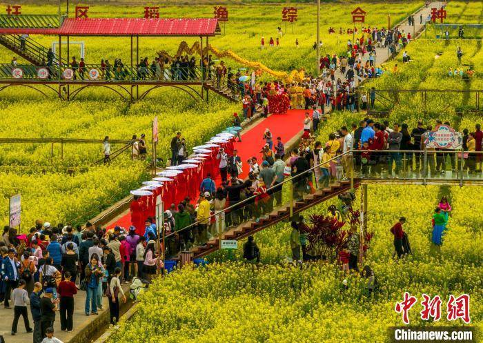 广西梧州：万亩油菜花迎春盛放