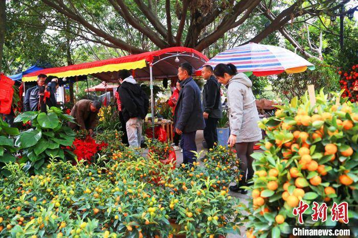 实拍广西梧州迎春花市：品类繁多年味足