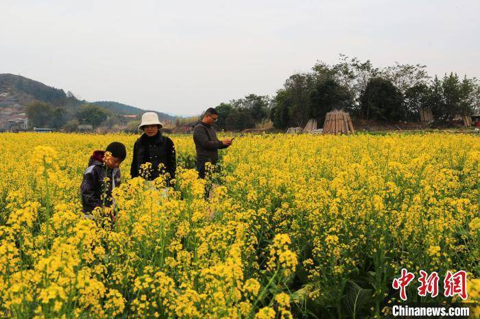 广西梧州油菜花盛开 吸引游客打卡赏春