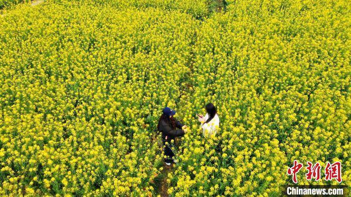 广西梧州油菜花盛开 吸引游客打卡赏春