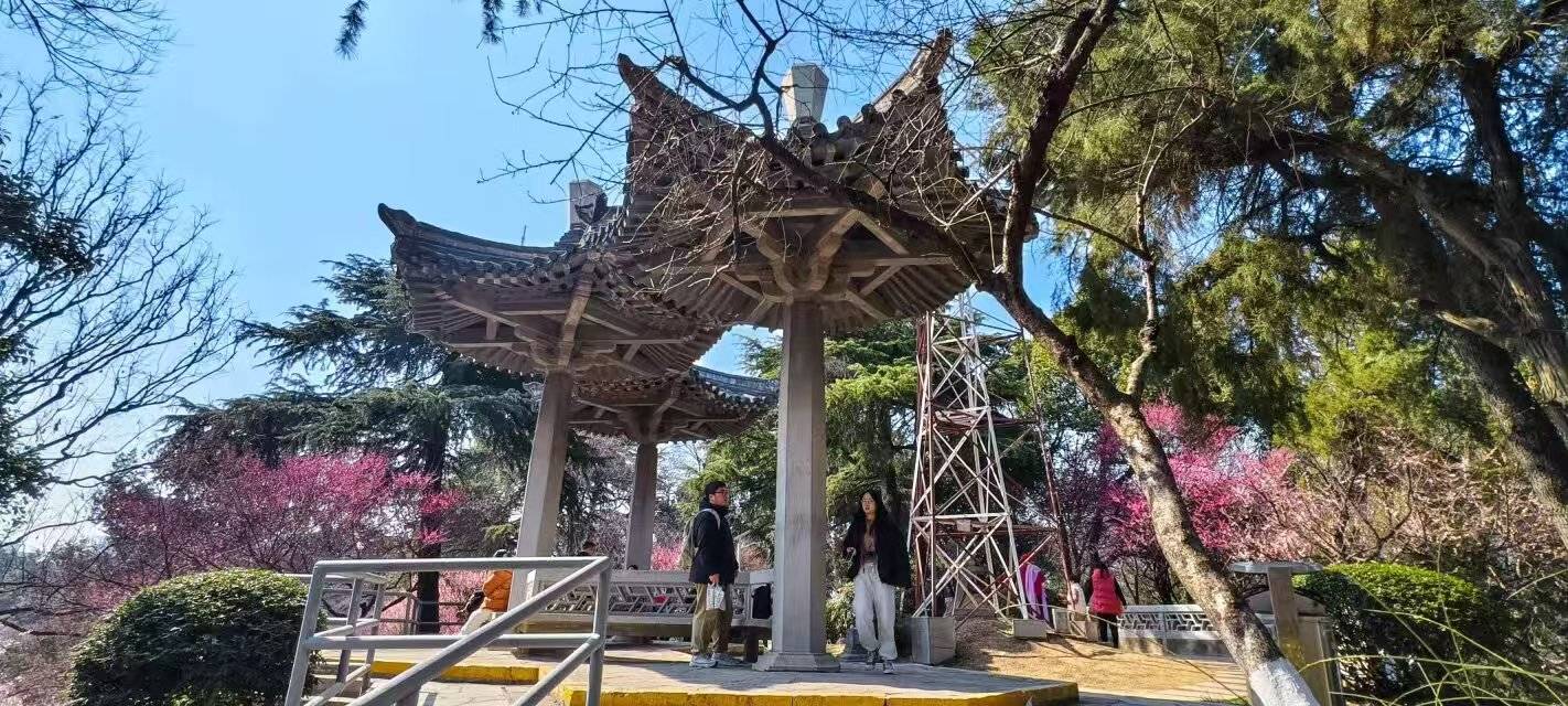 红梅白梅绿梅争艳 南京古林公园迎来最佳赏梅季