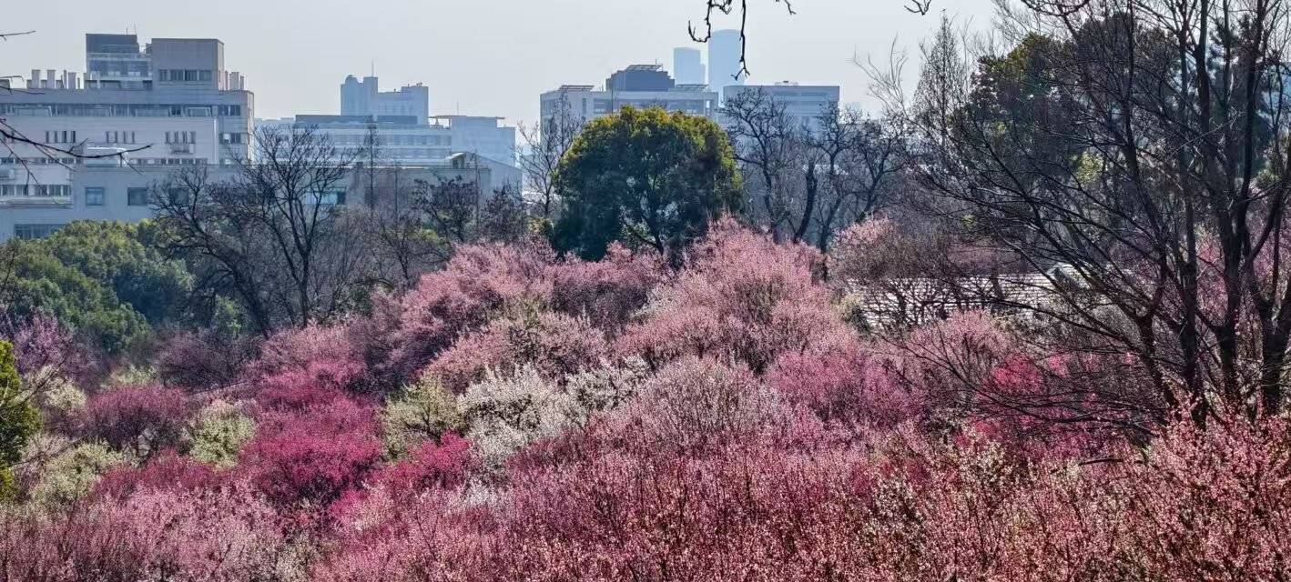 红梅白梅绿梅争艳 南京古林公园迎来最佳赏梅季