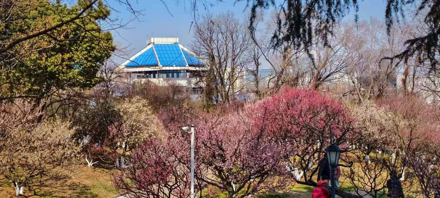 红梅白梅绿梅争艳 南京古林公园迎来最佳赏梅季