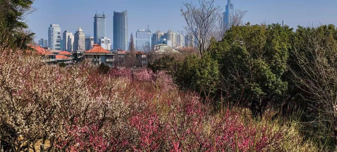 红梅白梅绿梅争艳 南京古林公园迎来最佳赏梅季